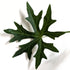 Cissus tuberosa (syn. tiliacea) 10cm pot
